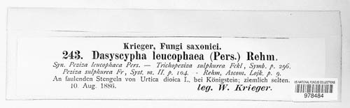 Lachnum mollissimum image